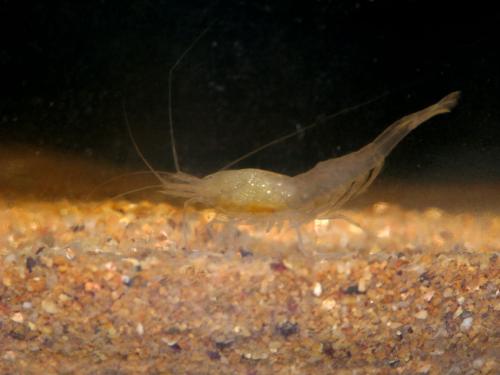 Réf. 136 085 : Gallocaris inermis
