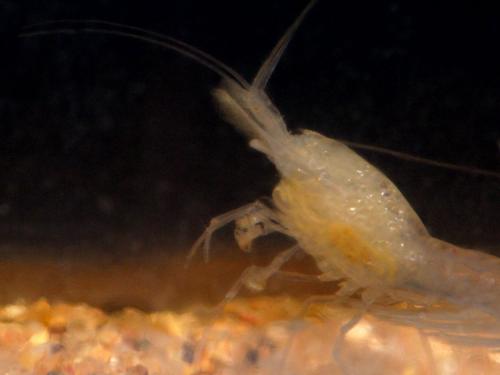 Réf. 136 086 : Gallocaris inermis