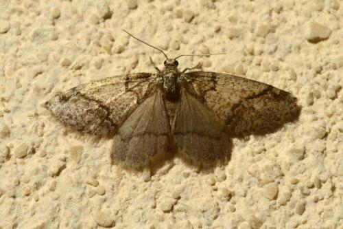Réf. 136 528 : Tephronia codetaria