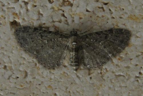 Réf. 136 112 : Eupithecia tripunctaria
