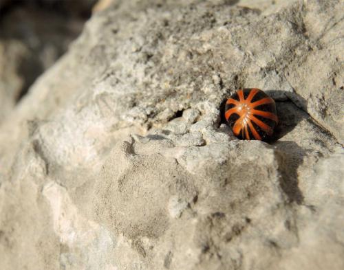 Réf. 136 540 : Glomeris annulata