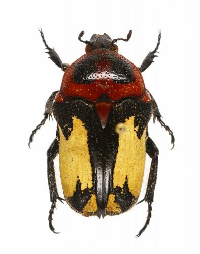 Glycosia tricolor palliata