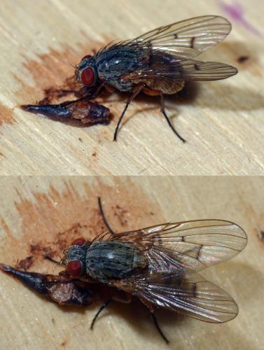 Réf. 136 062 : Helina abdominalis