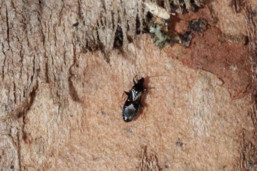 Réf. 136 806 : Dufouriellus ater