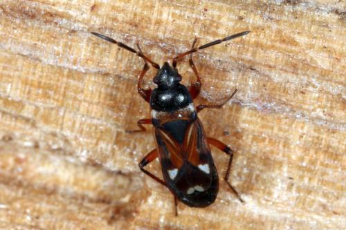 Raglius alboacuminatus