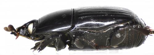Atholus duodecimstriatus duodecimstriatus