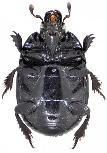 Atholus duodecimstriatus duodecimstriatus