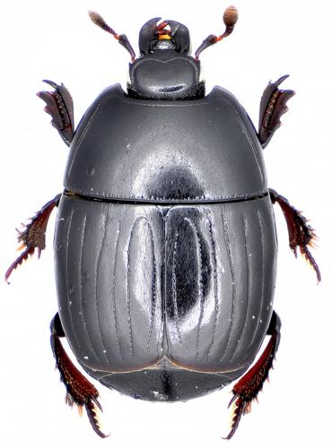 Atholus duodecimstriatus duodecimstriatus