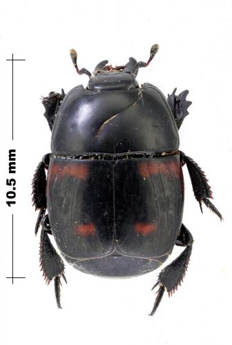 Hister quadrimaculatus