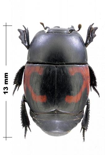 Hister quadrimaculatus