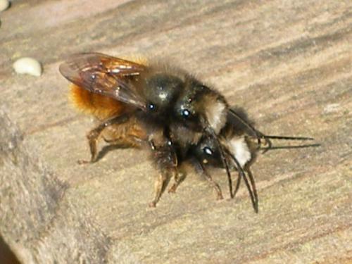 Osmia cornuta