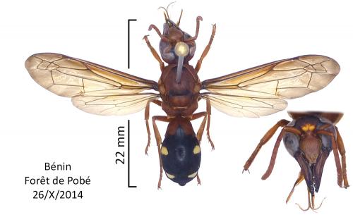 Synagris sp.