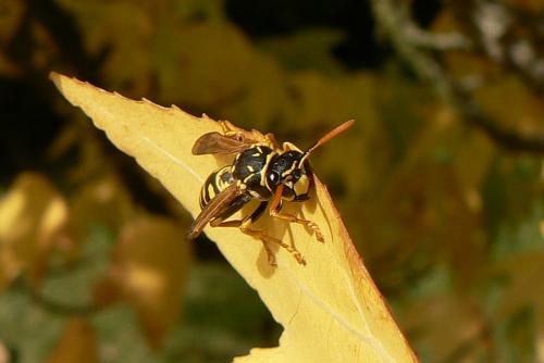 Polistes dominula