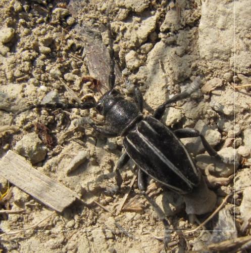 Réf. 136 653 : Iberodorcadion fuliginator
