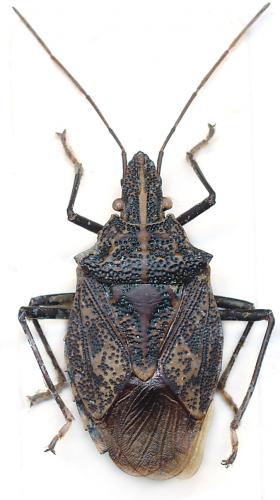 Polycarmes punctatissimus