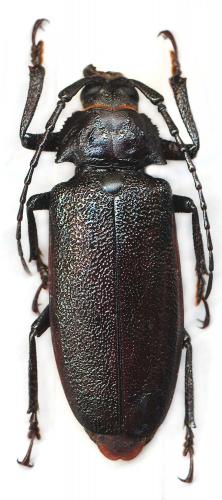 Paroplites edwardsii