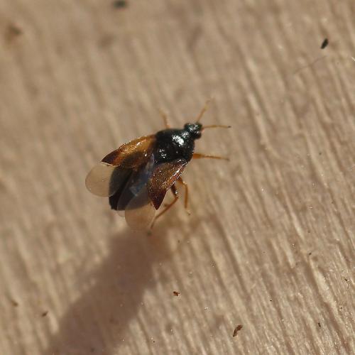 Réf. 136 990 : Orius sp.