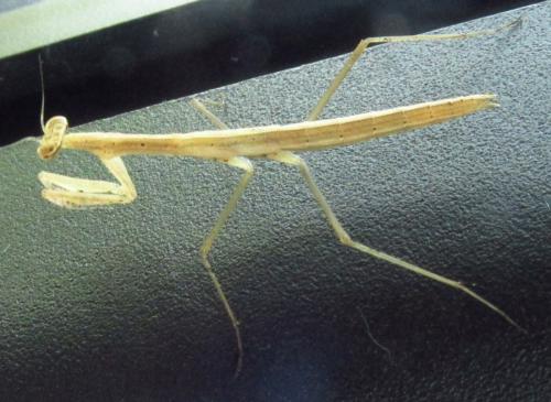 Réf. 136 090 : Musonia surinama