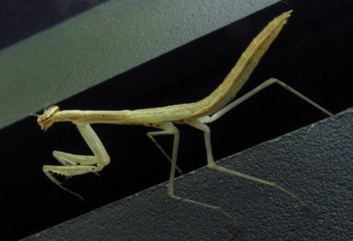Réf. 136 091 : Musonia surinama