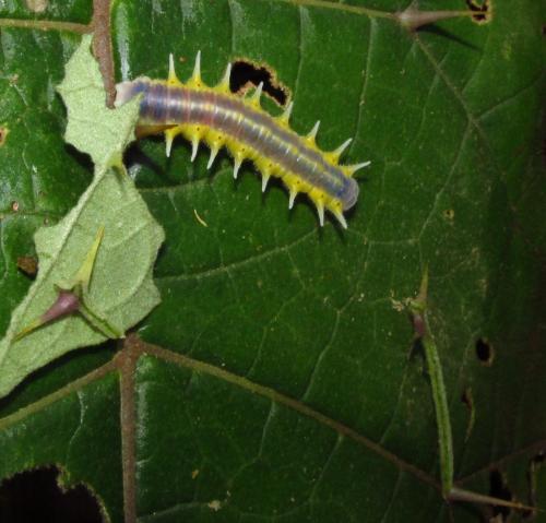 Réf. 136 466 : Mechanitis polymnia