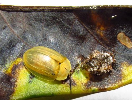 Cassidinae