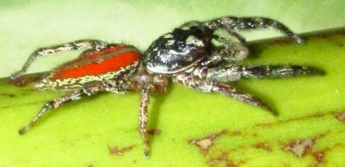 Psecas sp.