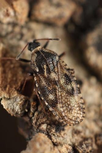 Dictyla echii