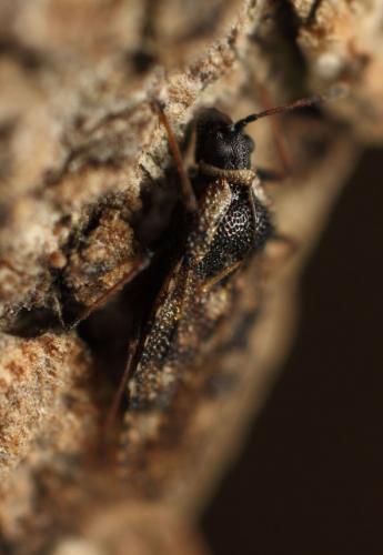Dictyla echii