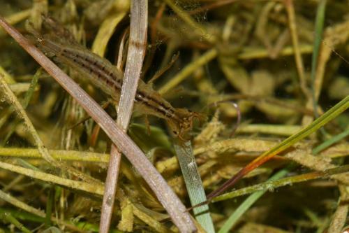 Dytiscus sp.