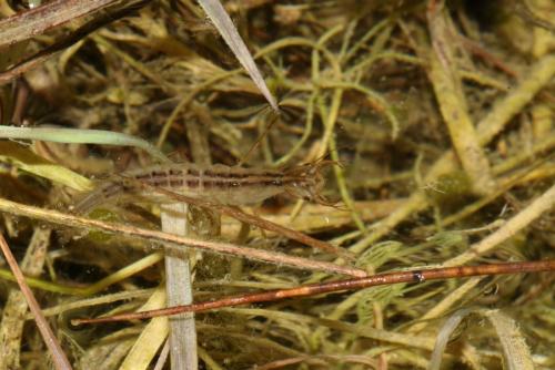 Dytiscus sp.