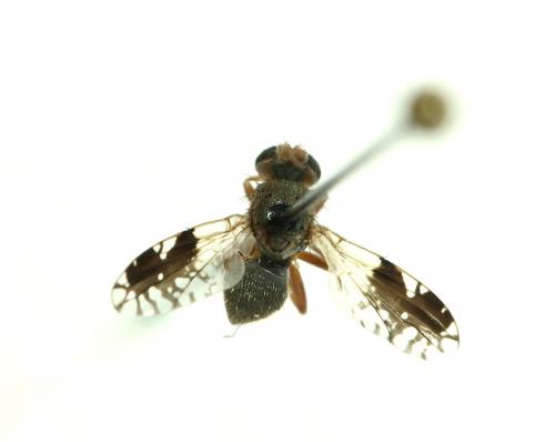 Réf. 136 268 : Tephritis sp.