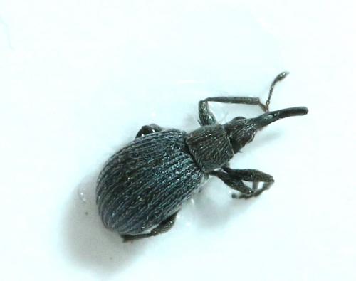 Réf. 136 263 : Hemitrichapion sp.
