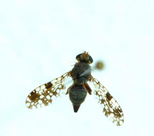 Réf. 136 265 : Tephritis sp.