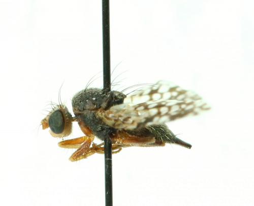 Réf. 136 266 : Tephritis sp.