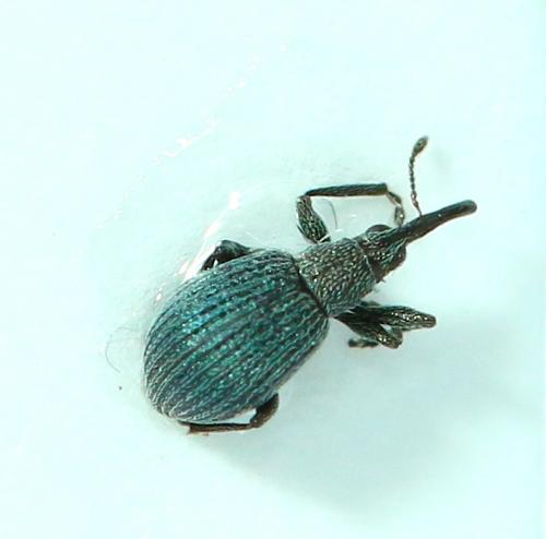 Hemitrichapion sp.