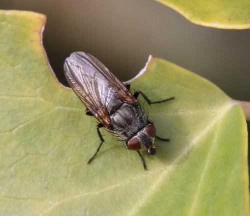 Pollenia sp.