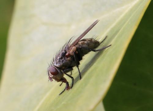 Réf. 136 675 : Pollenia sp.