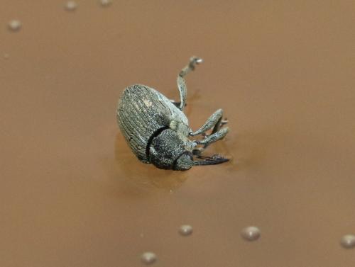 Ceutorhynchus sp.