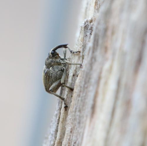 Ceutorhynchus sp.