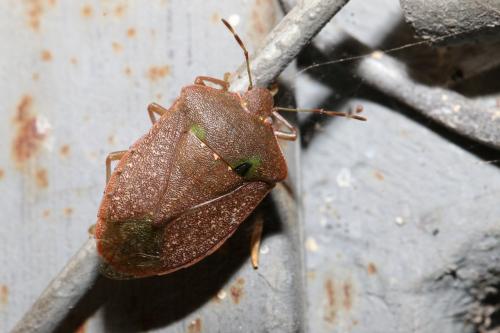 Nezara viridula