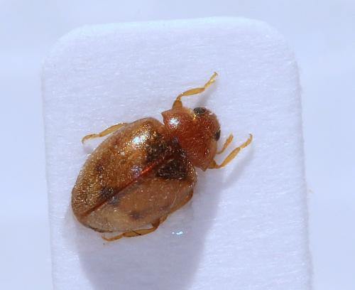 Réf. 136 734 : Rhyzobius litura