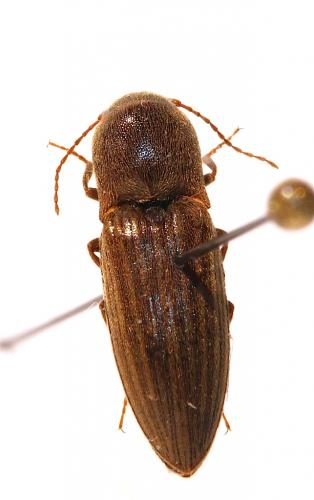 Agriotes lineatus