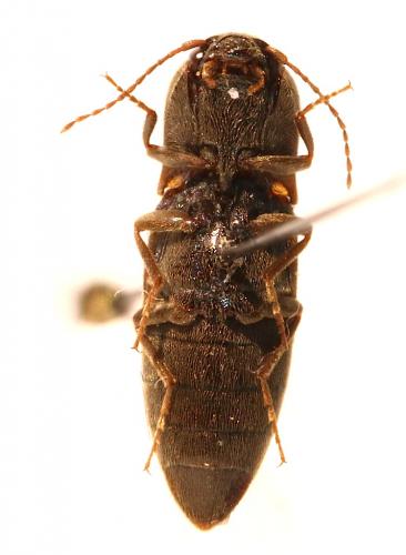 Agriotes lineatus