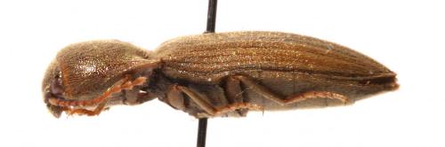 Agriotes lineatus