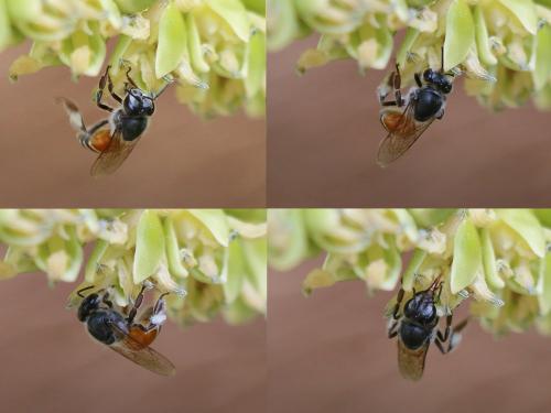 Apis florea