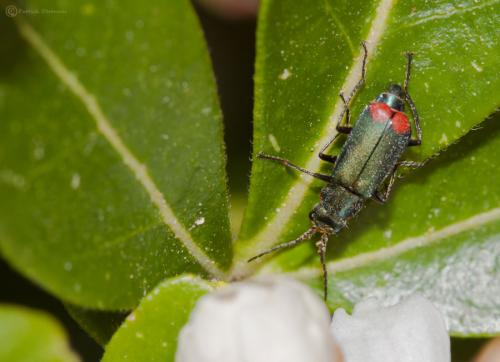 Malachius bipustulatus