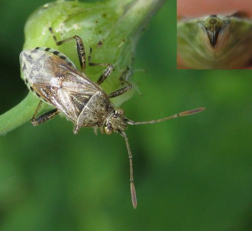 Réf. 136 127 : Stictopleurus punctatonervosus