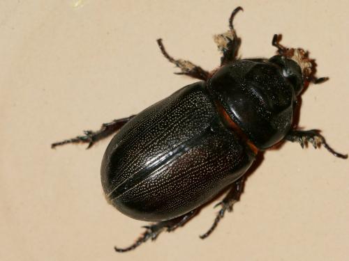 Oryctes rhinoceros