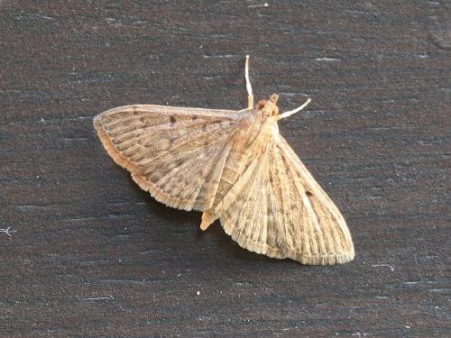 Réf. 136 252 : Herpetogramma sp.