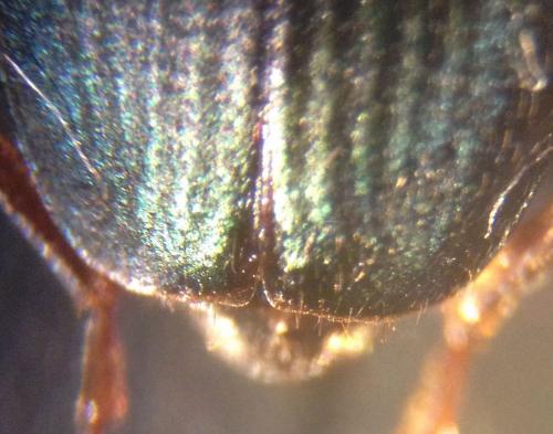 Brachinus crepitans